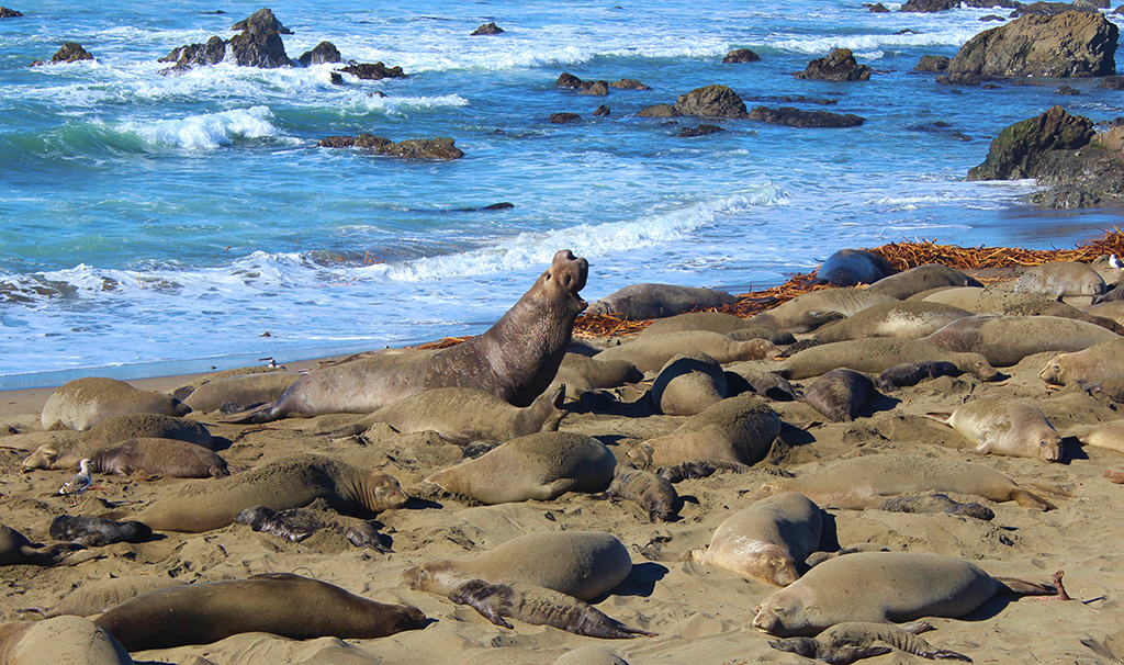 Elephant Seals Howl Along With Us!